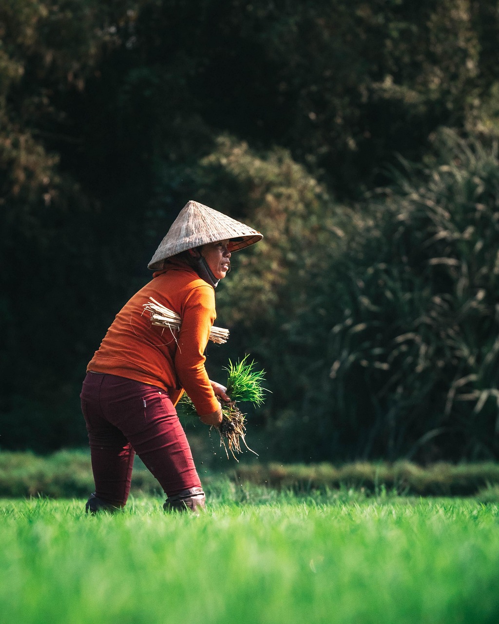 farmer in field