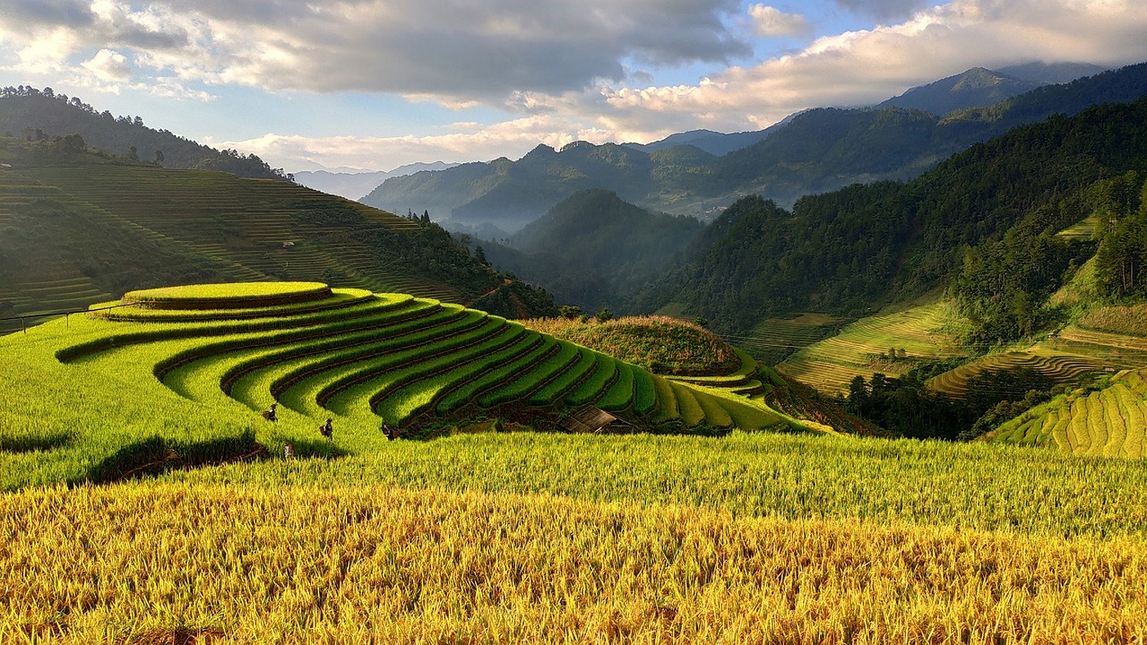 rice paddy drone view