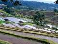 rice terrace indonesia